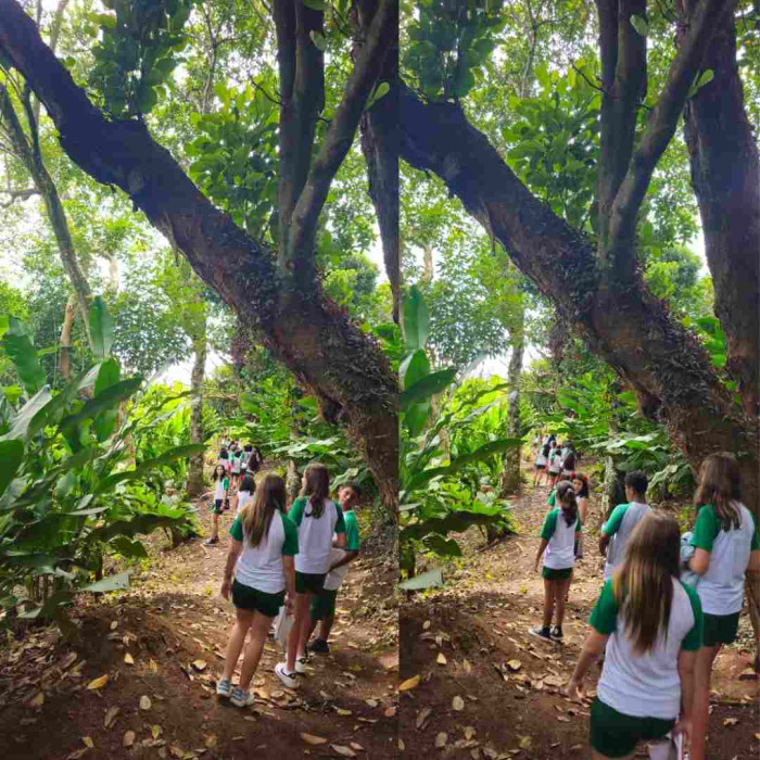 Observação de pássaros