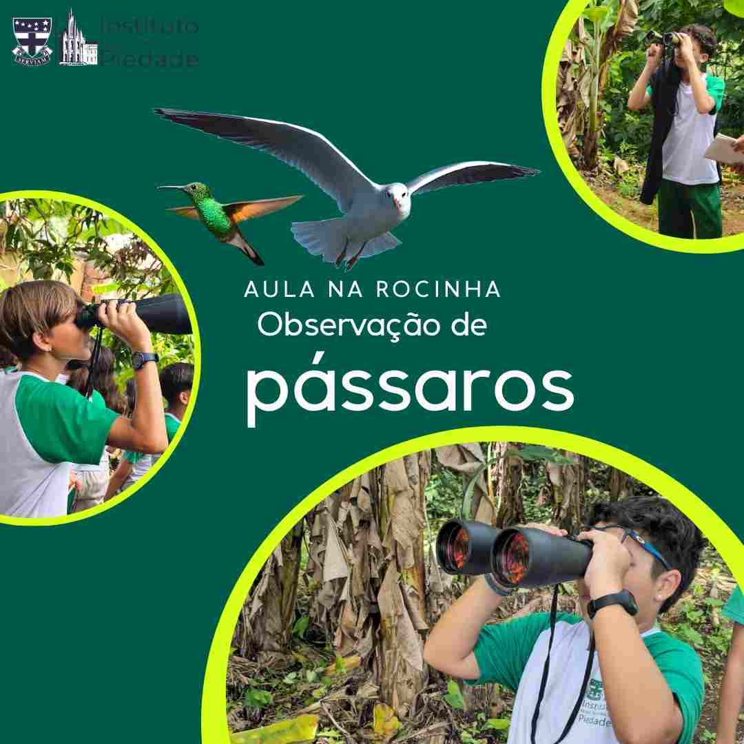 Observação de pássaros