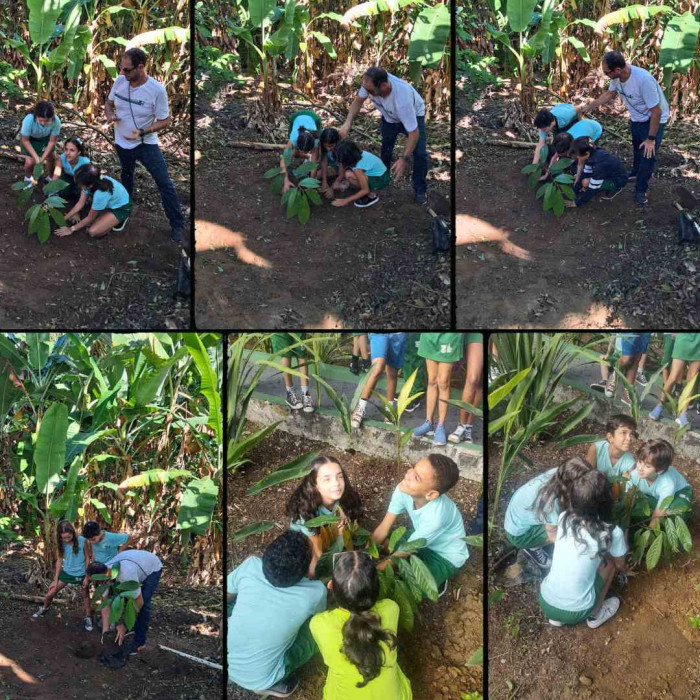Plantando na Rocinha