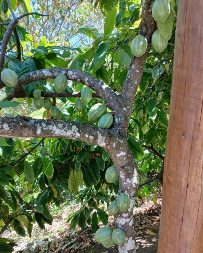 Explorando a Rocinha 