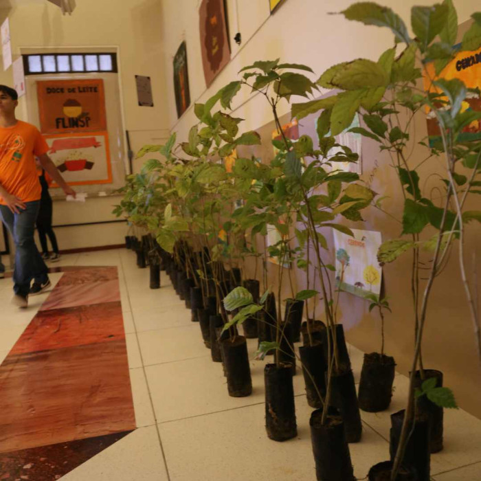 Mudas de Ipê - Doação do Viveiro Educador da Embasa