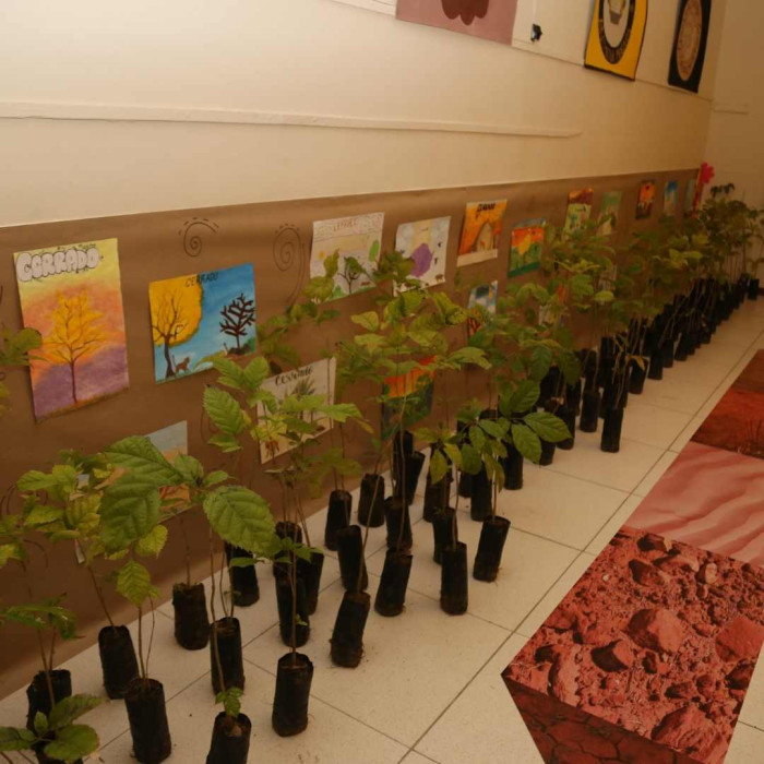 Mudas de Ipê - Doação do Viveiro Educador da Embasa