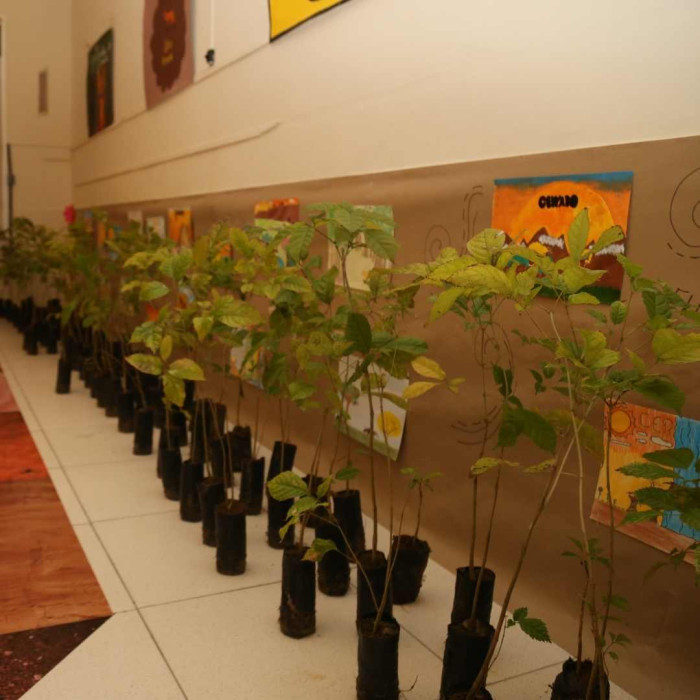 Mudas de Ipê - Doação do Viveiro Educador da Embasa