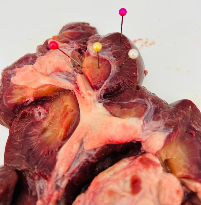 Itinerário Formativo Anatomia e Fisiologia Comparada