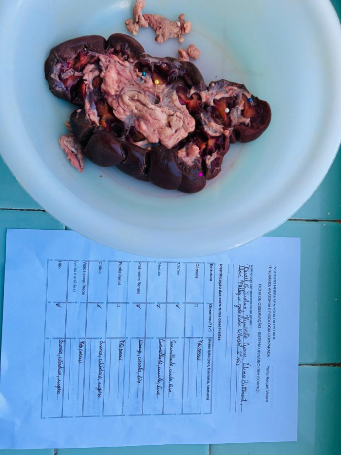 Itinerário Formativo Anatomia e Fisiologia Comparada