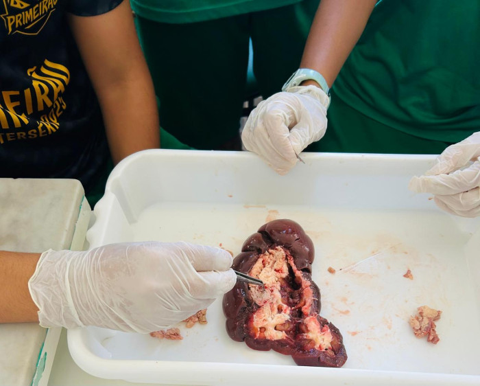 Itinerário Formativo Anatomia e Fisiologia Comparada